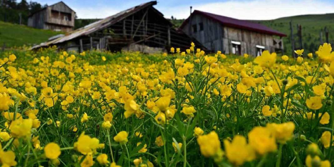 Sarı çiçeklere bürünen çayırları, buz gibi akan çeşmeleri... Gümüşhane’nin 950 rakımda masal diyarı 3